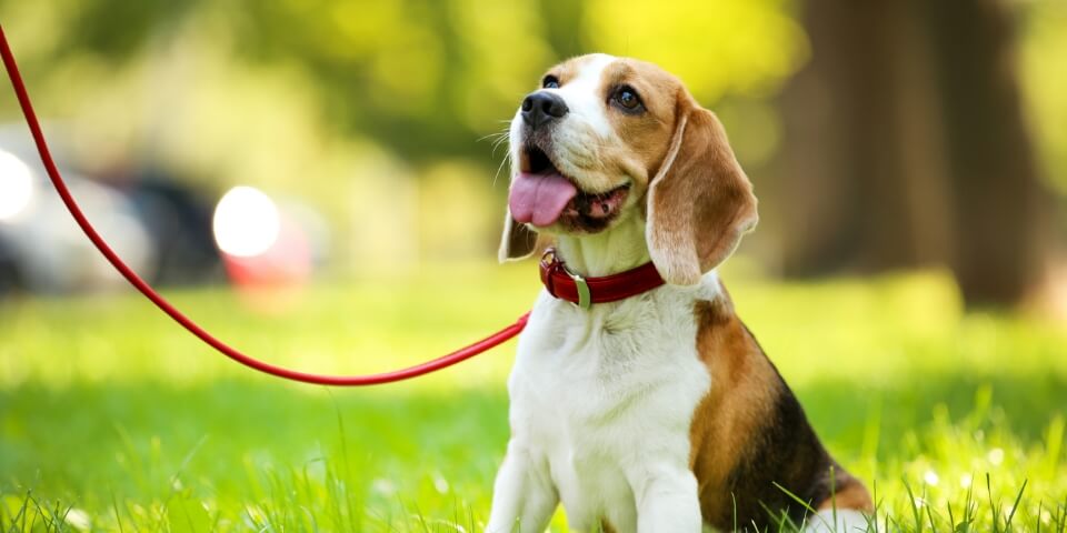 わんちゃんをお連れのかたへ